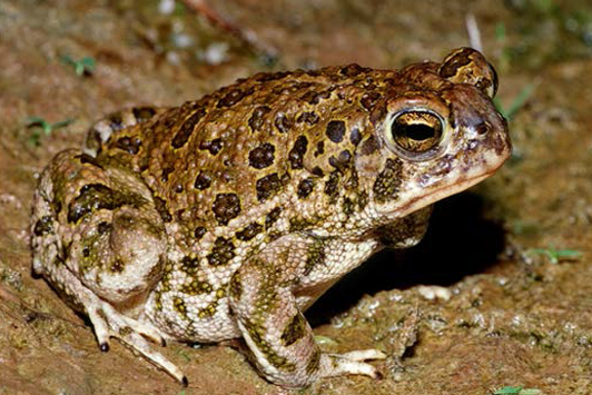 Photo of a Great Plains Toad 