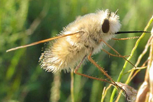 Photo of a white fuzzy Bearded Bee Fly