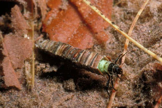 Photo of Solomon’s Humpless Caddisfly, within is protecting casing 