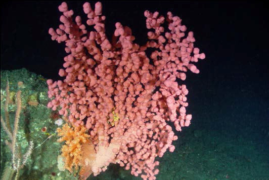 Photo of a pink coral, Tree Bubblegum Coral 