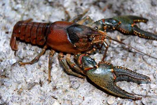 Photo of a Virile Crayfish 