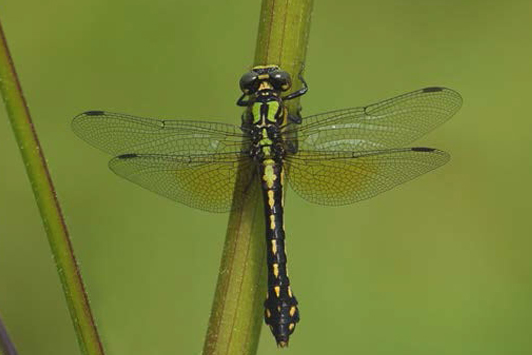 Photo showing the dorsal view of a Pygmy Snaketail (Dragonfly) resting on a stem