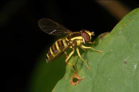 Photo of a yellow stripped flower fly, on a leaf.