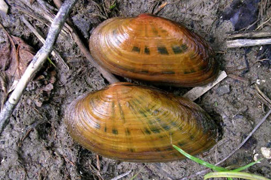 Photo showing both shell halves of a Kidneyshell mussel resting on the ground