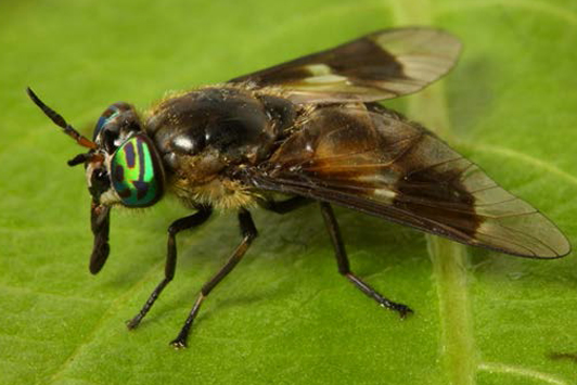Photo of the Agitated Deer Fly