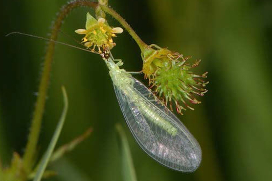 Photo of a Golden-eyed Green Lacewing feeding on a flower