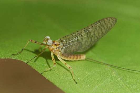 Photo of a Common Flat-headed Mayfly on a leaf 