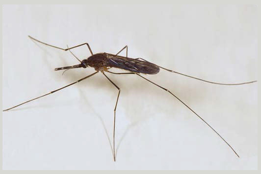 Photo of a Permanent Marsh Mosquito 