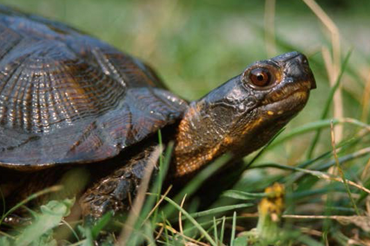 Photo of a Wood Turtle 
