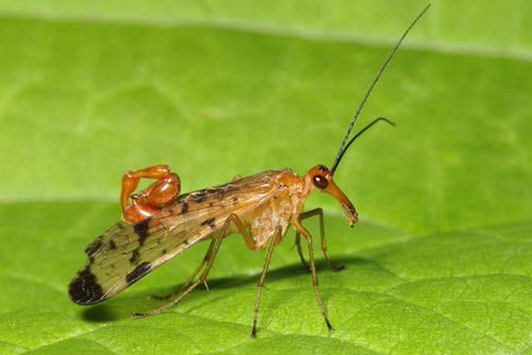 Photo of a male scorpionfly, Clear-winged Scorpionfly, on a leaf 