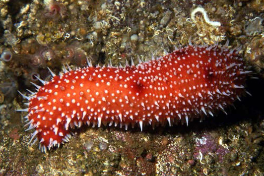 Photo of a White-knobbed Sea Cucumber 