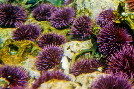 Photo of several Purple Sea Urchin 