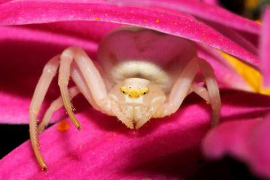 Photo of a Goldenrod Crab Spider 