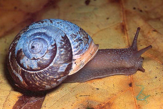 Photo showing a snail