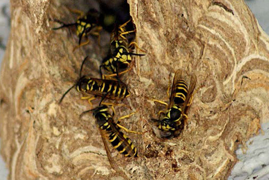 Photo of six yellowjacket wasps, on their nest. 