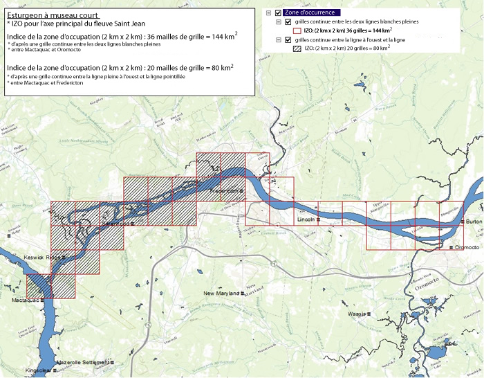 Carte montrant l'indice de zone d'occupation estimé de l'esturgeon à museau court au Canada