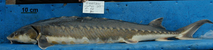 Lateral view of adult Shortnose Sturgeon. The distance between the white arrows represents fork length (121 cm), the distance between the white arrow at the snout and the angled black arrow represents total length (135 cm).