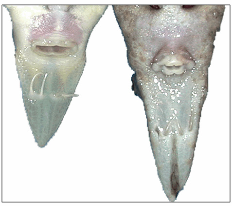 View of mouths of juvenile Shortnose Sturgeon (left) and Atlantic Sturgeon 