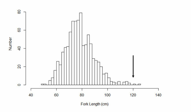 Chart of fork-length frequency distribution for Shortnose Sturgeon caught in the Saint John River