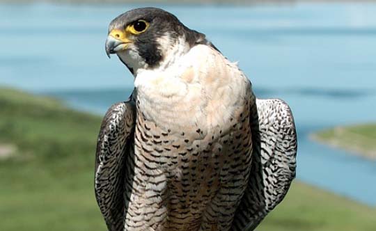 Photograph of the Peregrine Falcon. Copyright Dr. Gordon Court.