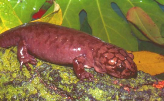 Photograph of the Coastal Giant Salamander. Copyright Suzanne L. Collins.