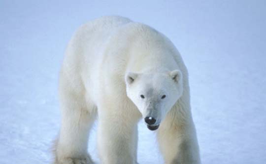 Photographie d’un ours polaire. Droit d’auteur : Dr Gordon Court.