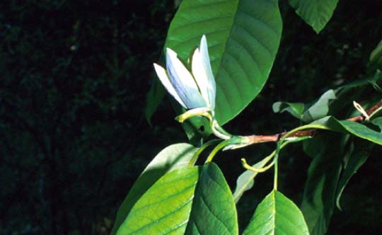 Photograph of the Magnolia acuminata. Copyright Michael Patrikeev.