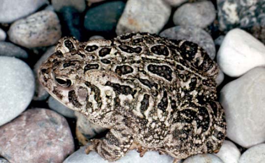 Photograph of the Fowler’s Toad. Copyright Gary Allen.