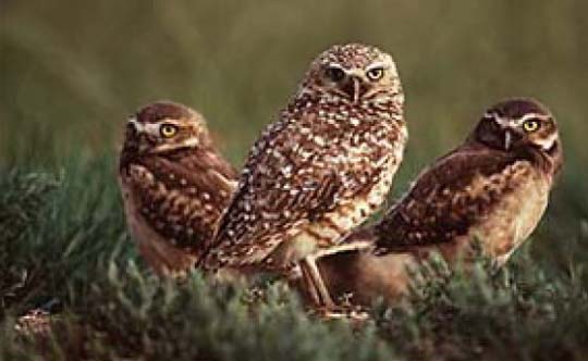 Photograph of the Burrowing Owl. Copyright Dr. Gordon Court.