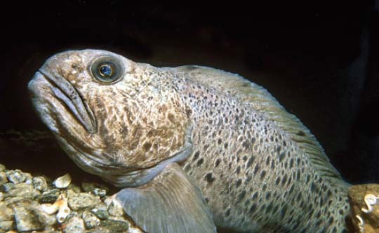 Photograph of the Spotted Wolffish. Copyright Erling Svensen.