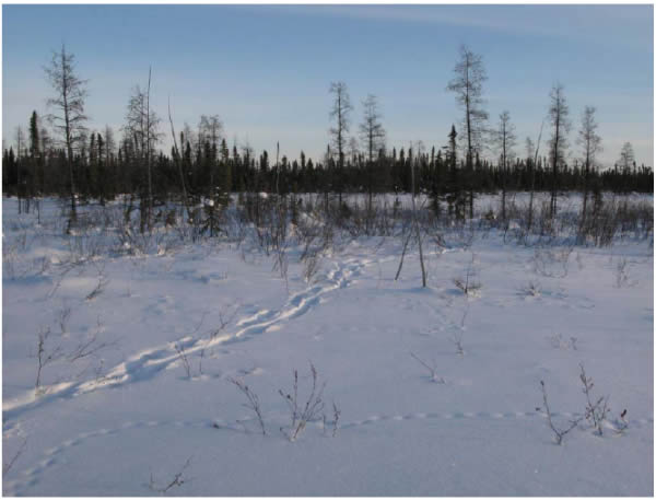 Photo of Boreal caribou tracks crossing muskeg prairie east of Sambaa K'e.See long description below.