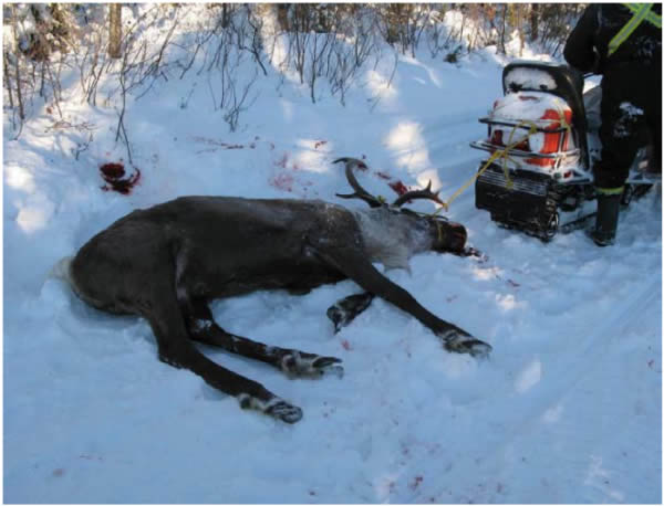 Photograph of a caribou carcass taken during a Boreal caribou hunt east of Samba K'e. See long description below