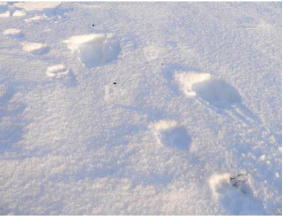 Photograph of wolf tracks fallowing caribou tracks north east of Cameron Hills. (See long description below)