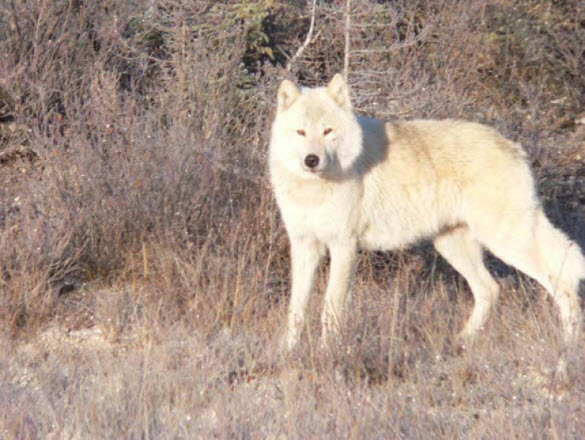 Photograph of wolf along Simpson Hwy. (See long description below)