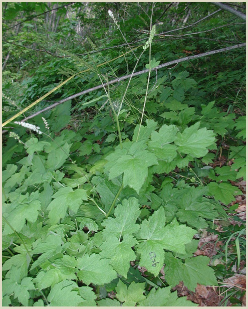 Photo of Tall Bugbane