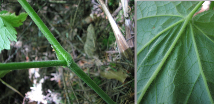 Photo of Tall bugbane characteristics