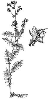polémoine de Van Brunt