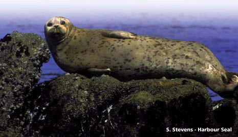 Harbour Seal