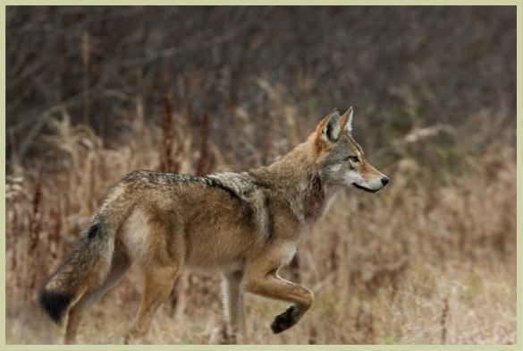 Photo of Eastern Wolf