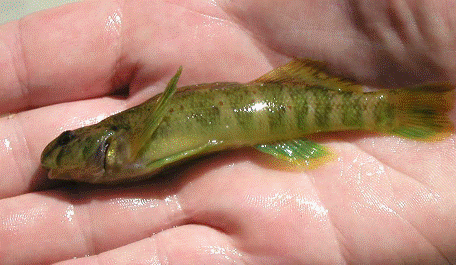 Figure 2. Male greenside darter, Etheostoma blennioides, from ConestogoRiver of the Grand River drainage captured in July 2002 (photo: Jason Barnucz, Fisheries and Oceans Canada, Burlington, Ontario).