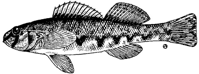 Figure 1. Dard vert mâle, Etheostoma blennioides (dessin d’Anker Odum reproduit à partir de Scott et Crossman, 1973; reproduction autorisée par W. B. Scott).