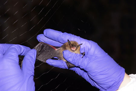 Little Brown Myotis captured at the tunnel entrance at the Fortress of Louisbourg National Historic Site