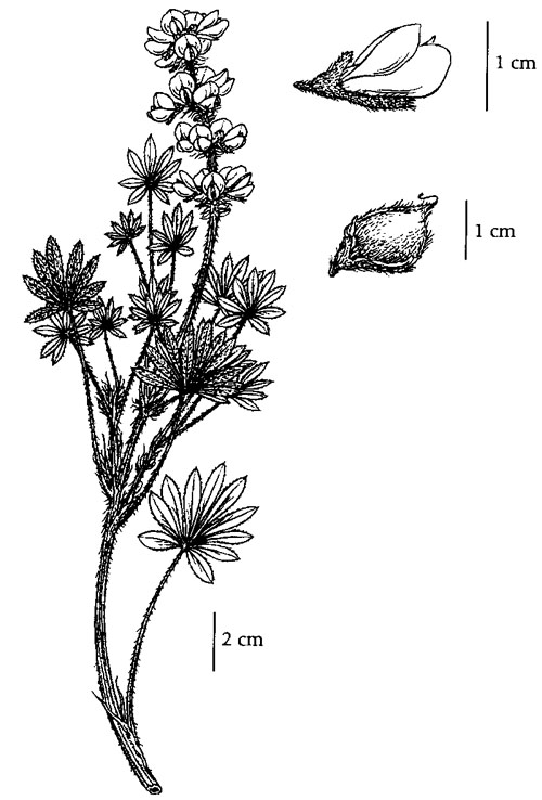 Figure 1 : Morphologie du Lupinus densiflorus