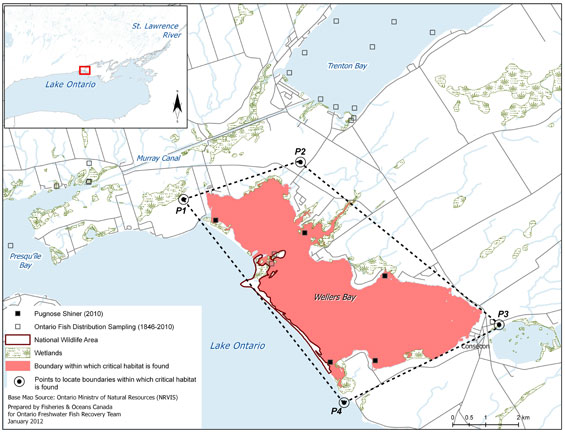 Figure 10. Area within which critical habitat is found for the Pugnose Shiner in Wellers Bay. (See long description below)
