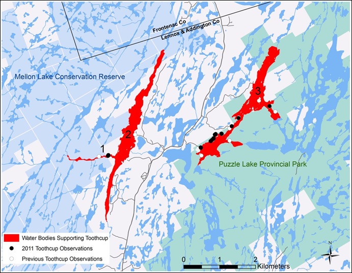 Extant locations of Toothcup in Ontario.