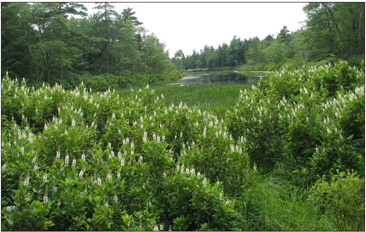 Sweet Pepperbush (Clethra alnifolia) stand at the outlet of Mudflat Lake