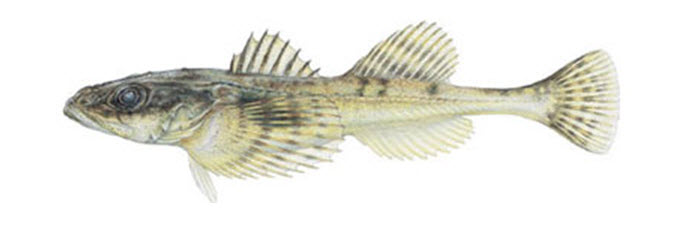 Chabot de profondeur