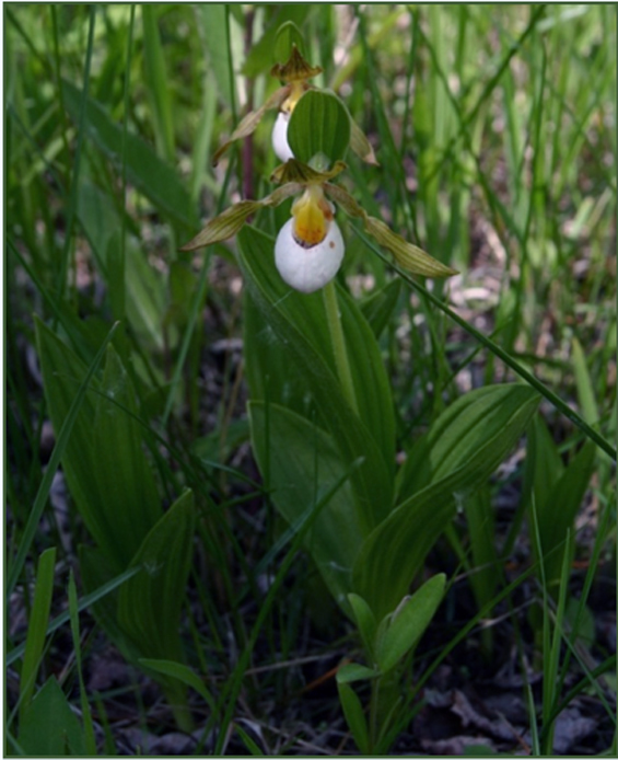 Figure 1 is a photograph of the Small White Lady's-slipper.