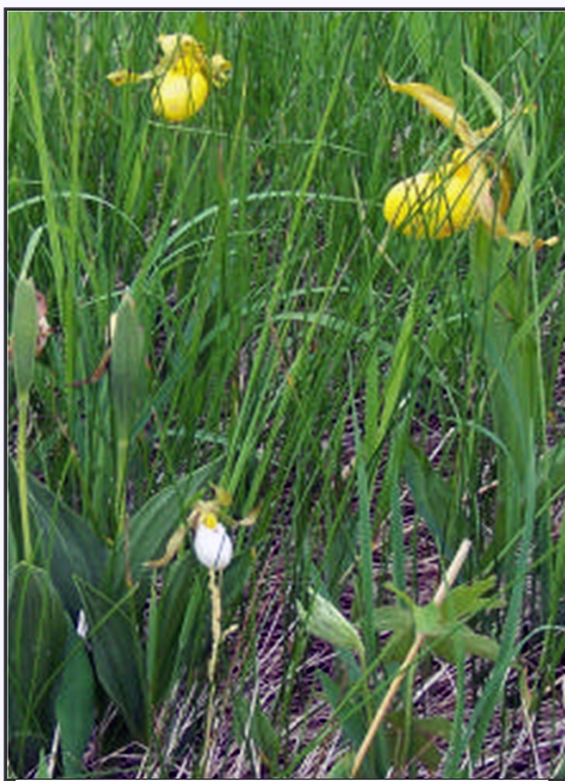 An opportunity for hybridization (C. Foster). (See long description below)