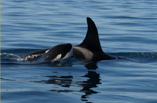 the Offshore Killer Whale